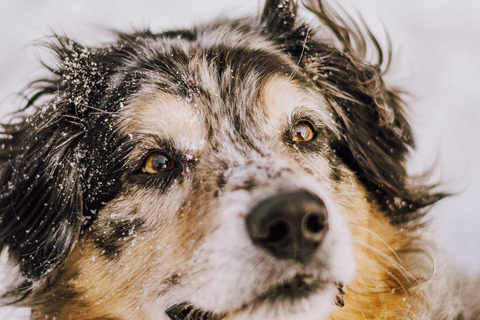 Magische Erinnerungen an Québec mit einer lokalen Fotografin