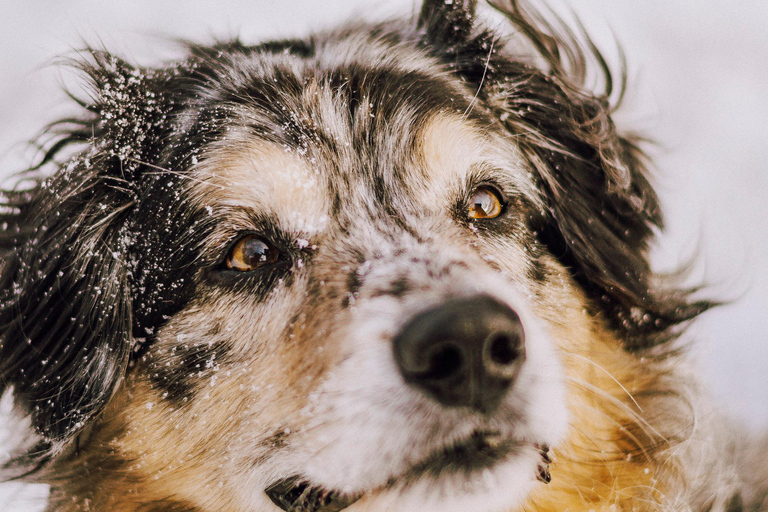 Magische Erinnerungen an Québec mit einer lokalen Fotografin