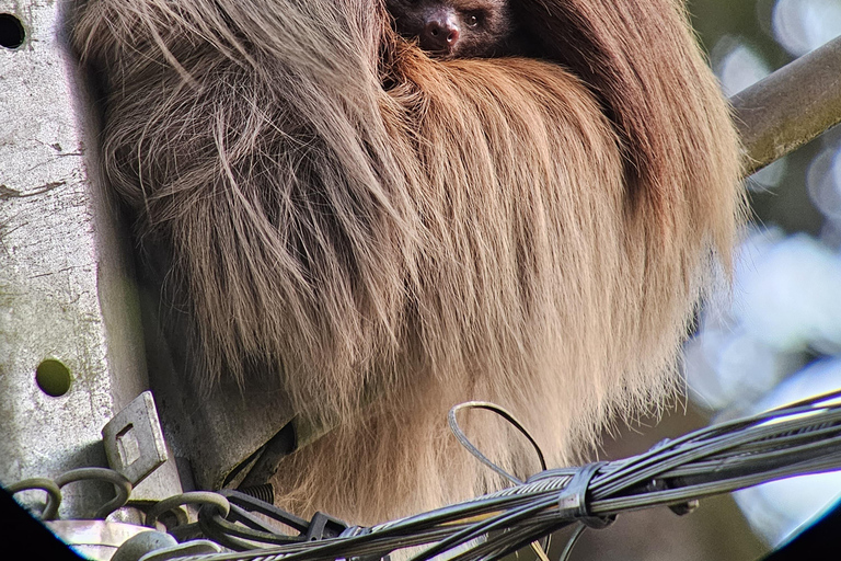 Monteverde Hanging Bridges and Night Walk Tour Rain forest night tour