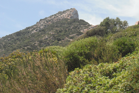 马略卡岛：乘船前往 Dragonera 岛和 Andratx 港帕格拉会面地点