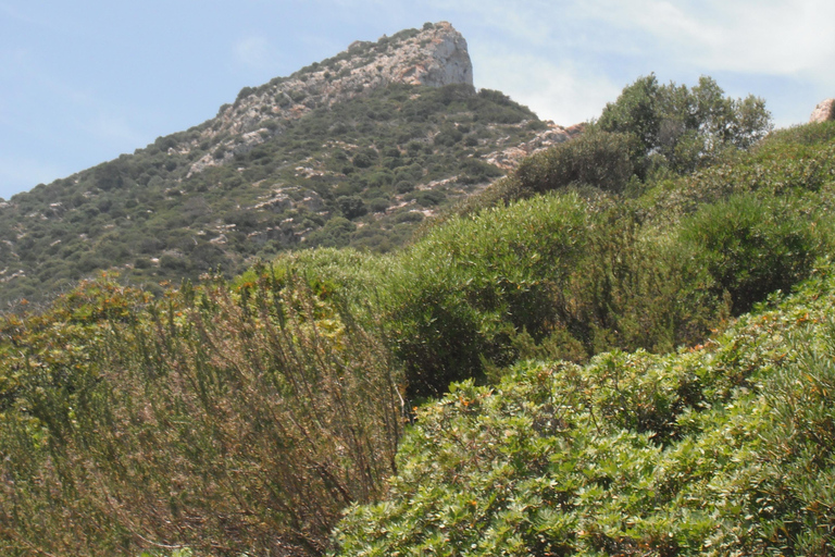 马略卡岛：乘船前往 Dragonera 岛和 Andratx 港帕格拉会面地点