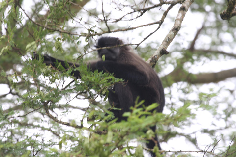 Parque Florestal de Kibale: 3 dias de rastreamento de chimpanzés e lagos da cratera