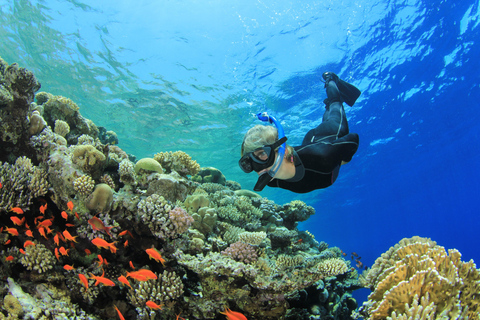 Sharm: Wycieczka morska na Białą Wyspę ze snorkelingiem, nurkowaniem i lunchemWspólna wycieczka z nurkowaniem, snorkelingiem i lunchem