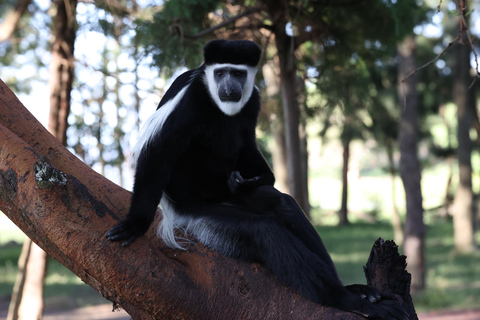 Addis Ababa: Debre Libanos Wildlife Tour