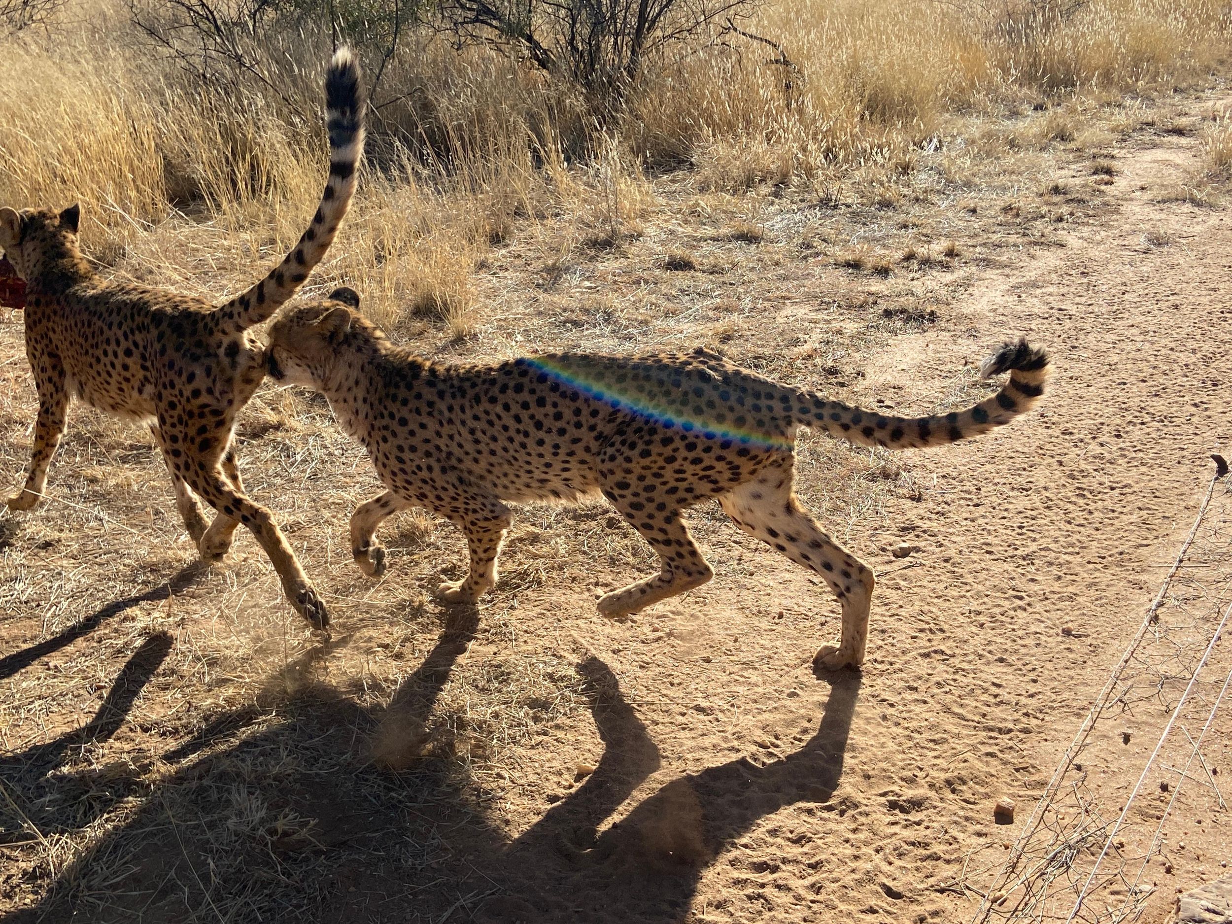 Windhoek : Gepardenspaziergang Erlebnis