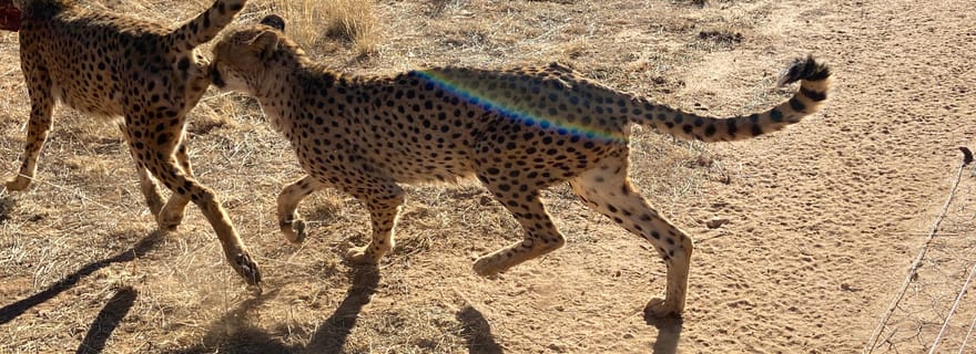 Windhoek : Promenade à dos de guépard