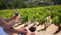 Parma, Winery Tour and tasting - Housity