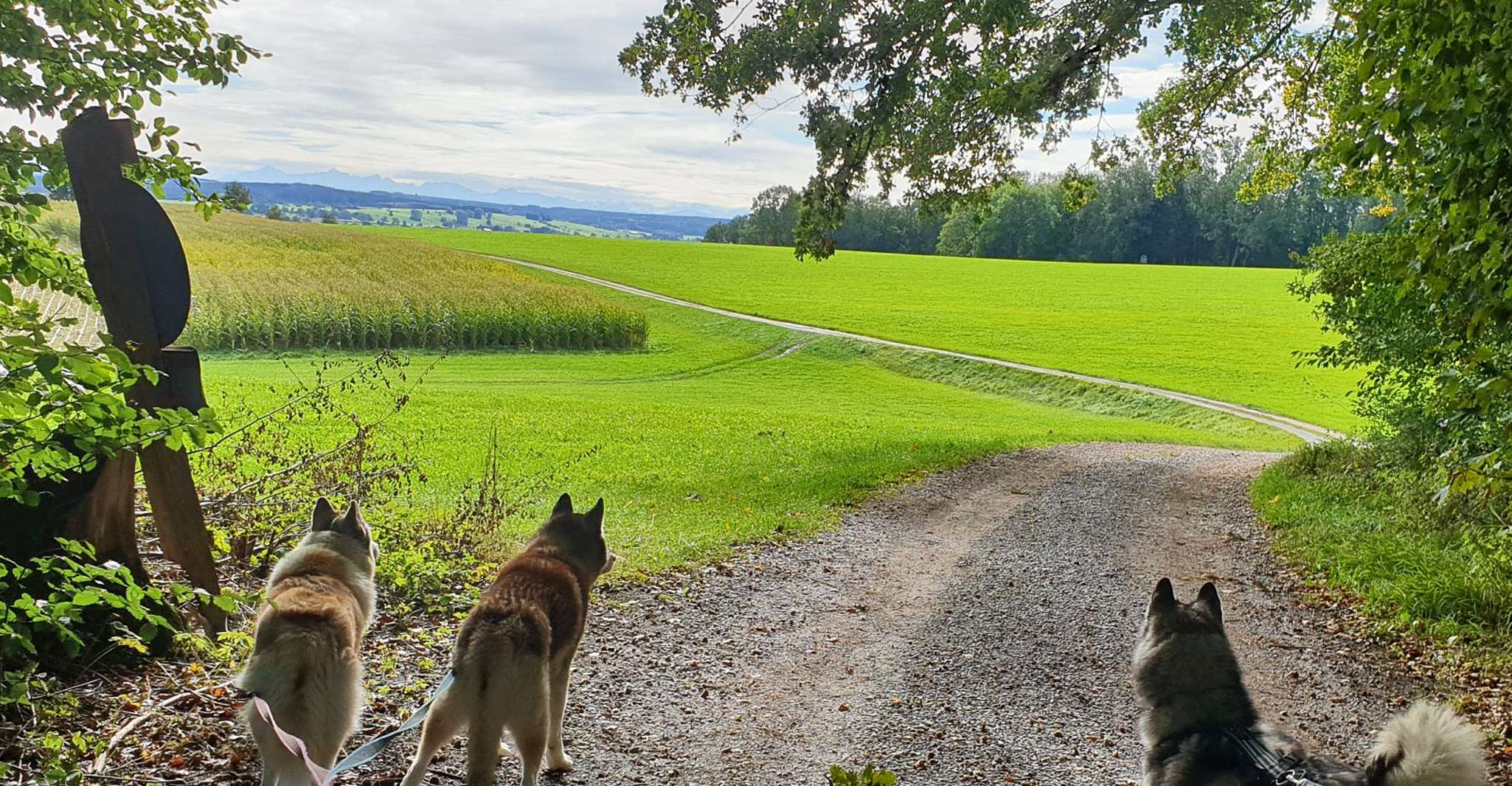 Unterallgäu, Wiedergeltingen Guided Hike with Huskies - Hizvo