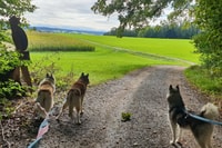 Unterallgäu, Wiedergeltingen Randonnée guidée avec Huskies - Hizvo