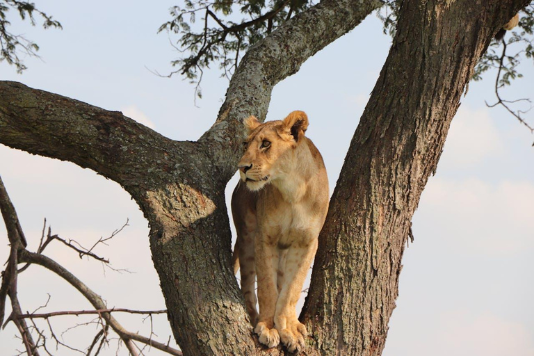 Moshi: 2-Day Lake Manyara and Ngorongoro Safari with Lodging