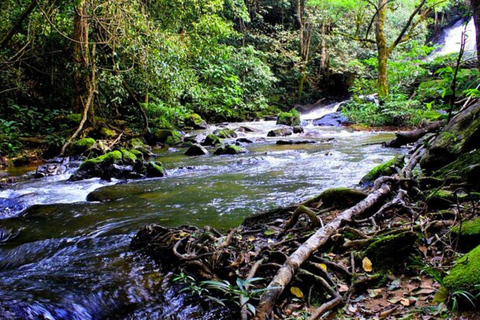 Chiang Mai: Doi Inthanon nationalpark och Pha Dok Siew Trek