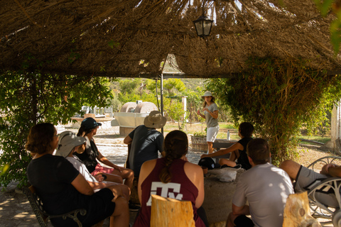 نافبليو: جولة وتذوق زيت الزيتونجولة وتذوق زيت الزيتون