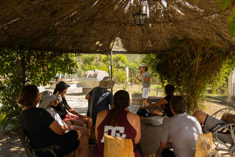 نافبليو: جولة وتذوق زيت الزيتونجولة وتذوق زيت الزيتون