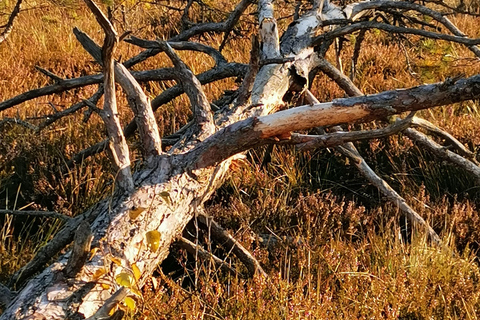 Cenas Bog trail near Riga for Nature lovers