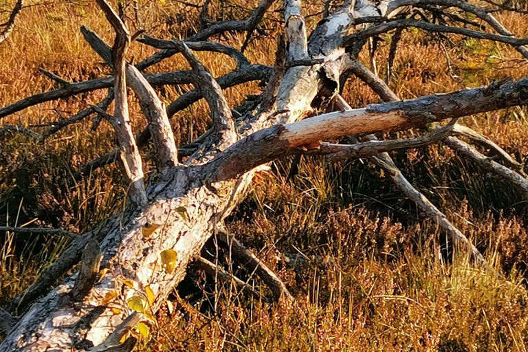 Cenas Bog trail near Riga for Nature lovers