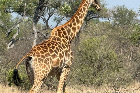 Excursión Privada: Safari Big 5 - Experimenta los animales salvajesExcursión Privada: de Ciudad del Cabo a la Reserva de Caza de Aquila - Big5