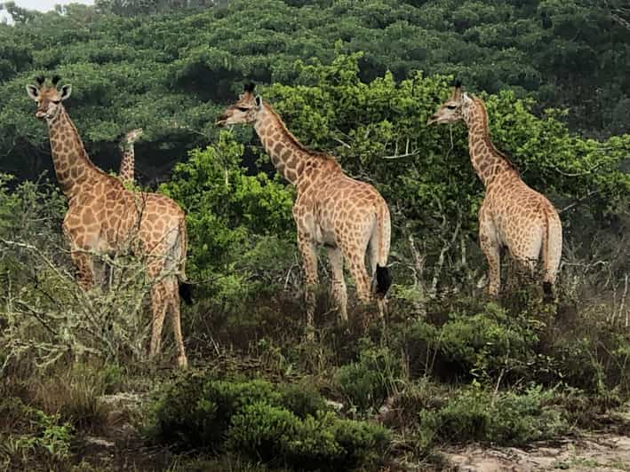 Safari in Maputo National Park