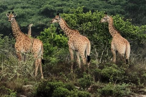 Wycieczka safari po Parku Narodowym Maputo