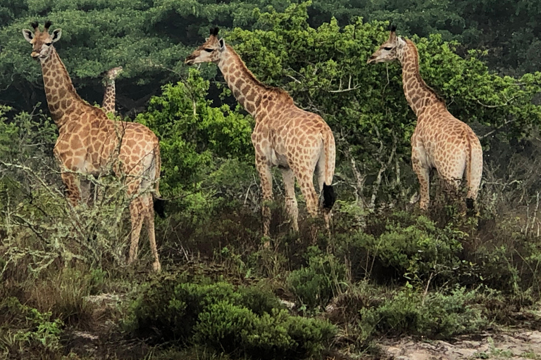 Safari Day Tour Maputo National Park