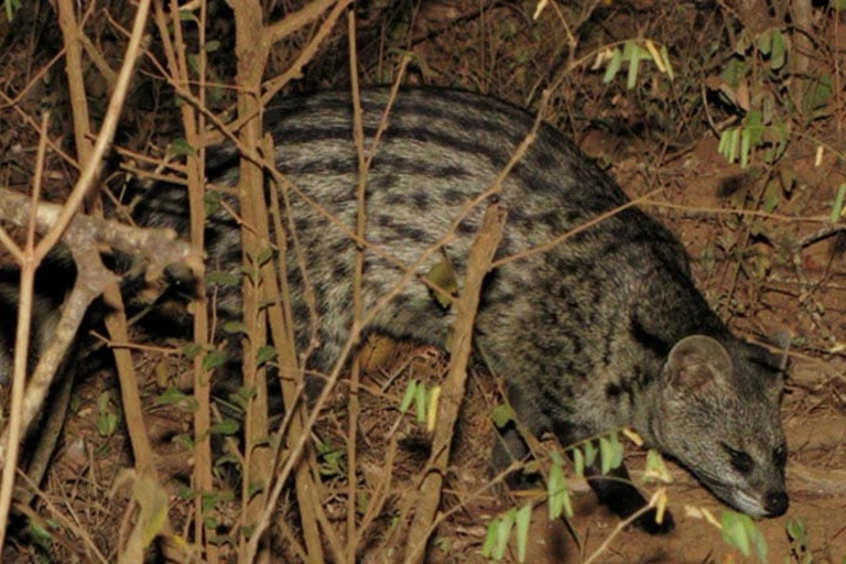 Sigiriya: Private Wildlife Night Safari & Fireflies Tour