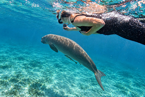 Coron: Dugong and Turtle Watching Tour w/ Lunch & Transfers Private Dugong and Turtle Watching Tour w/ Calauit Safari