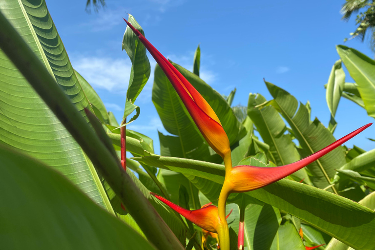 Barbados: Hunte's Gardens Transport and Entry Ticket