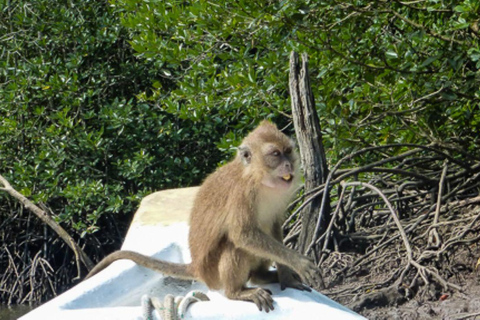 Langkawi: 4 Hours Private Mangrove Kilim Geoforest Boat Tour
