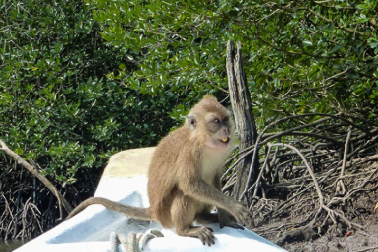 Langkawi: 4 Hours Private Mangrove Kilim Geoforest Boat Tour