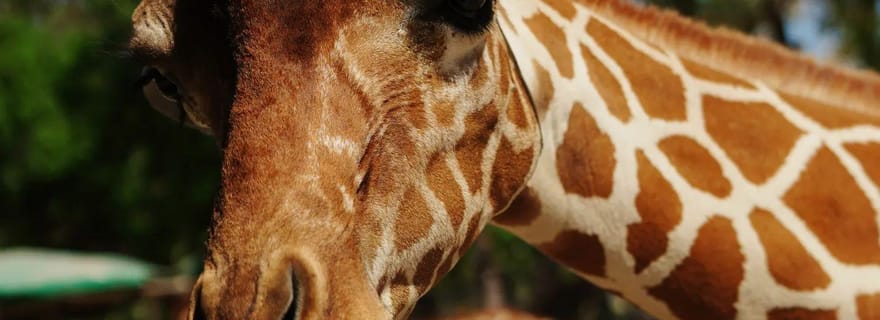 Costa Rica : Parc d'aventure Ponderosa Premium Teekisia