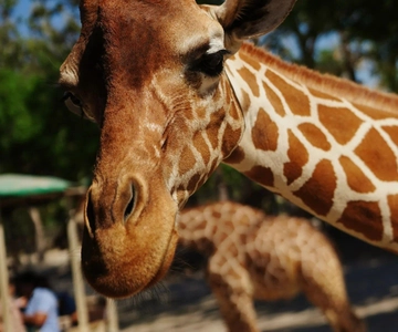 Costa Rica: Ponderosa Adventure Park Premium Teekisia