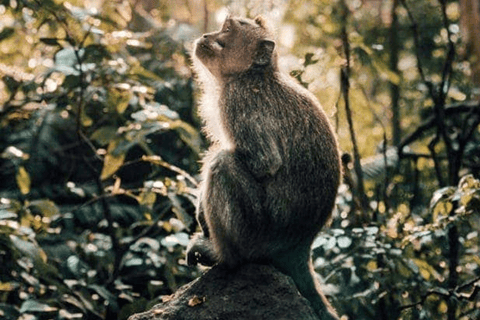 Ubud: Natura in primo piano, fauna selvatica, altalena e cascata