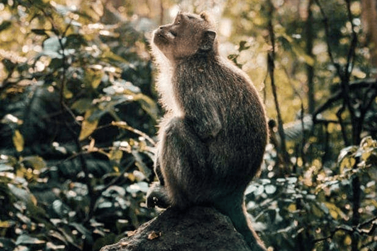 Ubud: Natura in primo piano, fauna selvatica, altalena e cascata