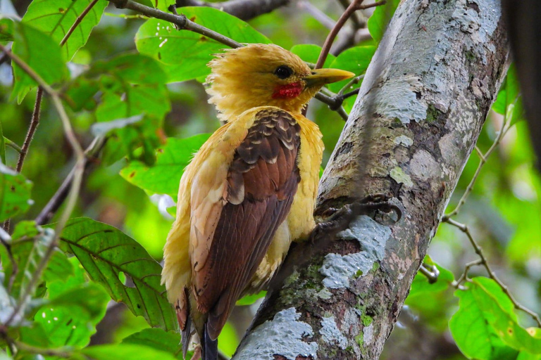 Birdwatching excursion 1.5 hours Tambopata Corridor