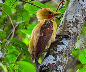 Birdwatching excursion 1.5 hours Tambopata Corridor