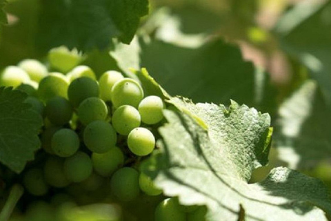 Aix-en-Provence: Rosé & Côtes de Provence Wine Tour
