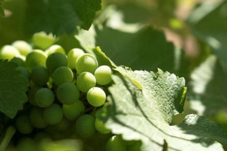 Aix-en-Provence: Rosé & Côtes de Provence Wine Tour