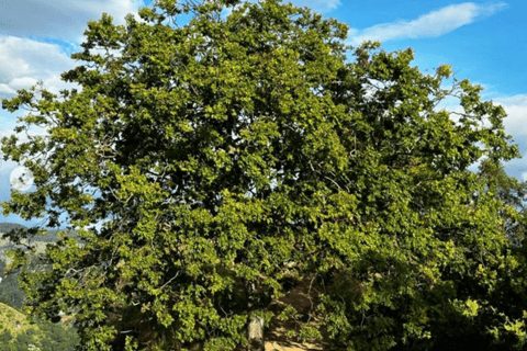 De Ella: Caminhada ao nascer do sol até o pico Little Adams