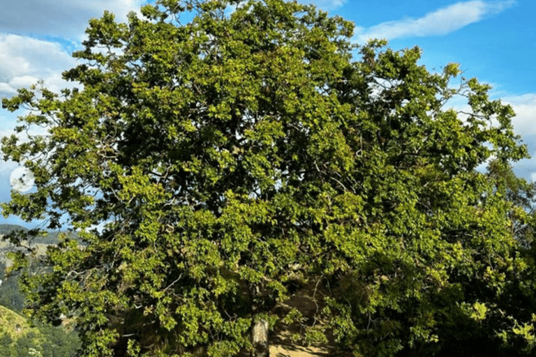 De Ella: Caminhada ao nascer do sol até o pico Little Adams