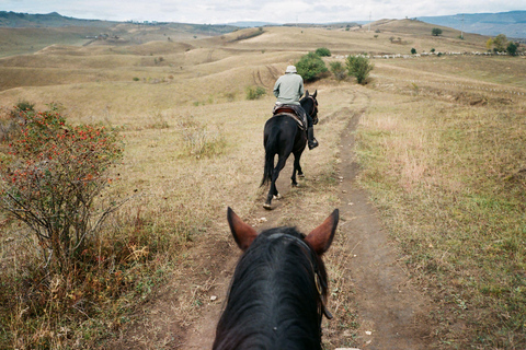 Pembrokeshire: Horseback Riding Through Forest & Hills 1-Hour Horseback Riding Through Forest & Hills