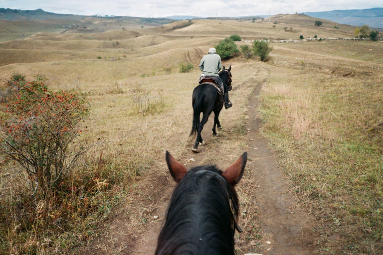 Pembrokeshire: Horseback Riding Through Forest & Hills 1-Hour Horseback Riding Through Forest & Hills