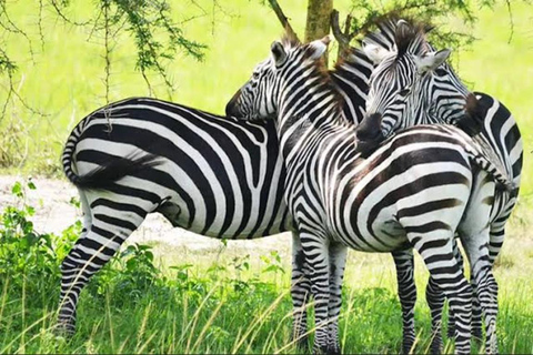5-Day Lake Bunyonyi & Lake Mburo Tour with Boat Cruise