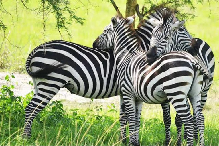 5-Day Lake Bunyonyi & Lake Mburo Tour with Boat Cruise