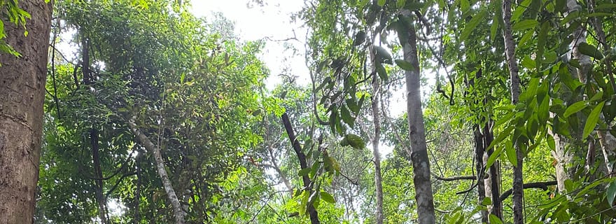 Randonnée éthique de 2 jours et 1 nuit dans la jungle avec des orangs-outans à Bukit Lawang
