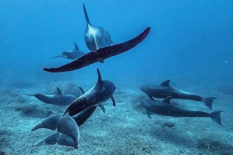 Île de Mnemba : Observation des Dauphins en Hors-bord et SnorkelingÎle de Mnemba : observation des dauphins en hors-bord et plongée en apnée