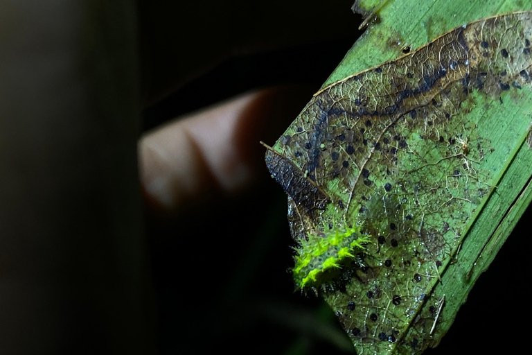 Puerto Jimenez: Jungle Night Walk near Corcovado NP