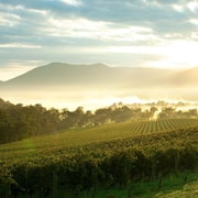 Melbourne: Yarra Valley Wineries Private Day Tour