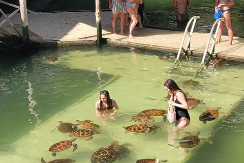 Zanzibar – delfiny, żółwie i konieSafari kajakiem z delfinami i żółwiami