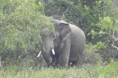 From Ella & Yala Safari and drop Waligama, Mirissa, Tangalle Yala Leopard and Elephants safari Full day