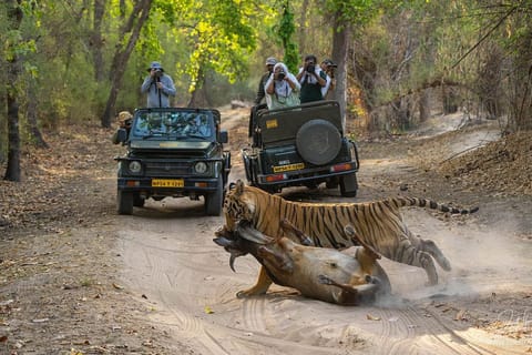 Ranthambore National Park : Shared Canter
