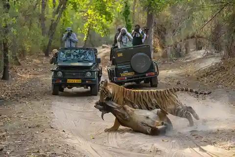 Ranthambore Tiger Reserve ( Tiger Safari )